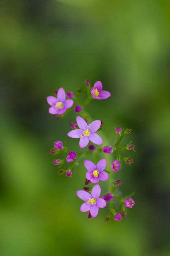 无人,竖图,室外,特写,白天,瑞士,花,花瓣,紫色,摄影,脆弱,清新,沃州,彩图