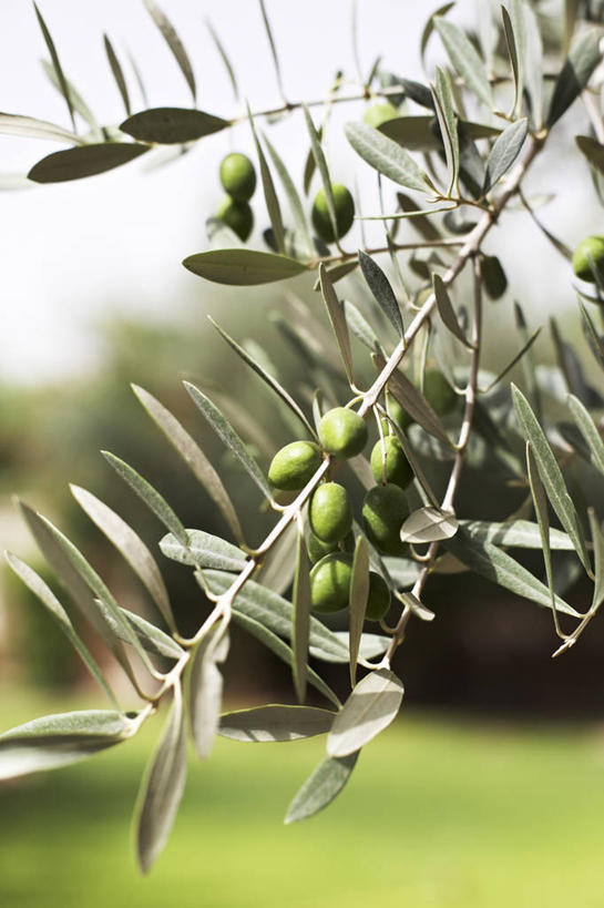 无人,竖图,室外,特写,白天,橄榄,叶子,摩洛哥,树,自然,橄榄枝,摄影,生长,清新,彩图,油橄榄树
