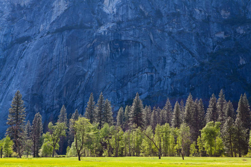 无人,横图,室外,白天,草地,美国,地形,田地,树,自然,摄影,宁静,国家公园,加利福尼亚,杉树,优胜美地国家公园,彩图