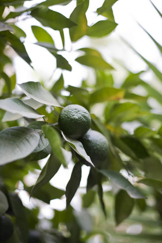 无人,竖图,室外,白天,水果,叶子,摩洛哥,树,绿色,摄影,生长,清新,酸橙,彩图