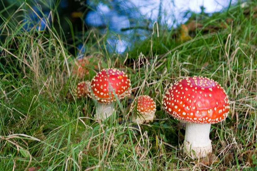无人,横图,室外,白天,美景,荷兰,斑点,景观,蘑菇,草,红色,自然,景色,摄影,生长,宁静,真菌,自然风光,彩图