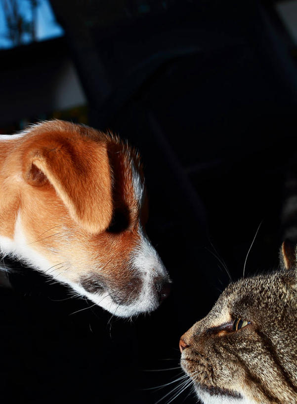 无人,竖图,室外,特写,夜晚,侧面,友谊,宠物,狗,猫,挪威,动物,两只,面对面,家畜,摄影,部分,彩图