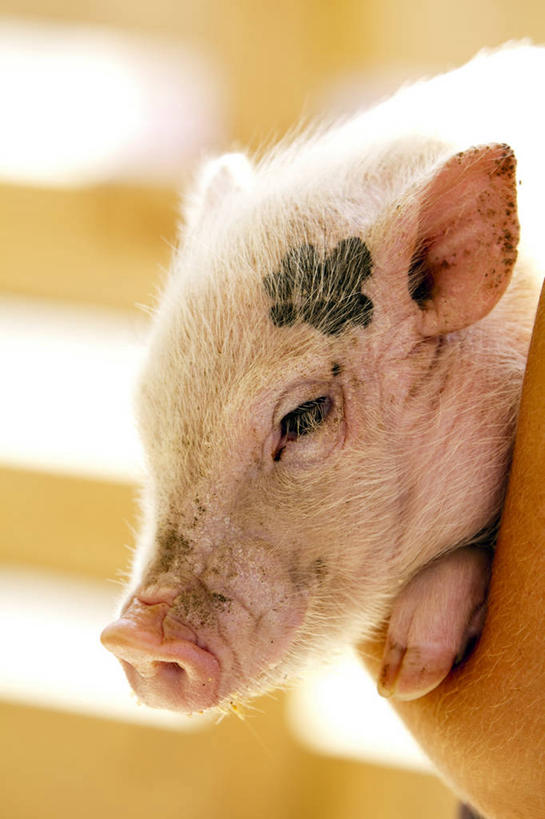 一个人,竖图,室外,特写,白天,猪,日光,加拿大,小猪,动物,家畜,摄影,牲畜,运送,圣汤姆斯,彩图