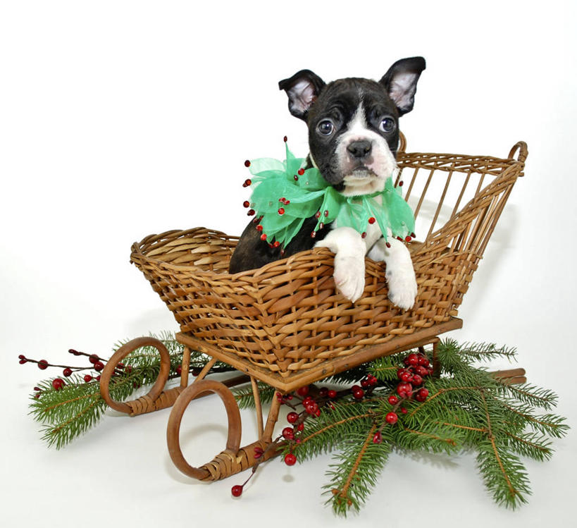 无人,横图,白色背景,纯洁,宠物,狗,美国,圣诞节,庆祝,小的,木制,梗犬,小狗,动物,家畜,可爱,童年,童趣,摄影,幽默,雪橇,肖像,童真,烂漫,无邪,嫩枝,天真,彩图,影棚拍摄,波士顿猎犬,传统文化,传统节日,宠物项圈