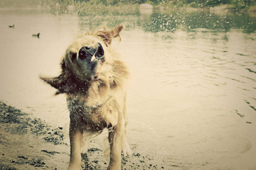 无人,横图,室外,白天,湖,水,狗,美国,湿,溅,家畜,摄影,泥,摇动,摇头,寻回犬,金毛寻回犬,彩图