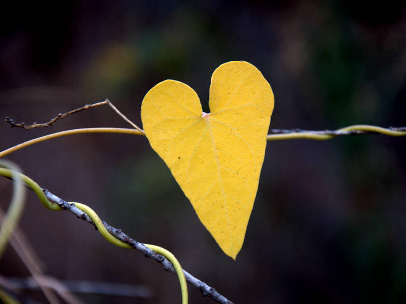 无人,横图,室外,特写,白天,叶子,西班牙,枝,自然,摄影,脆弱,清新,巴伦西亚省,心型,彩图