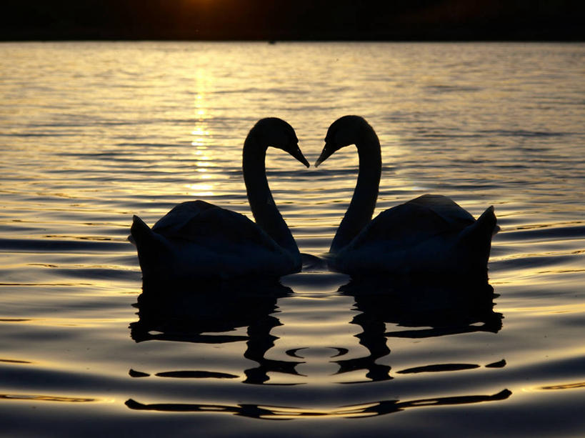 游泳,无人,横图,室外,湖,野生动物,天鹅,英国,反射,两个,黄昏,动物,两只,摄影,剪影,米尔顿凯恩斯,彩图