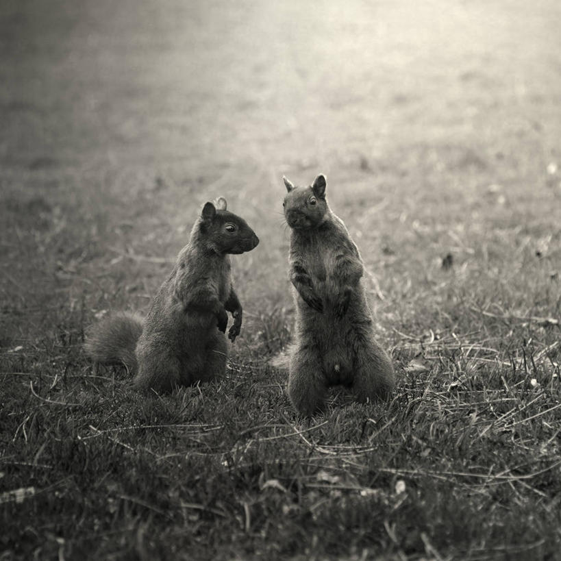 无人,方图,黑白,室外,白天,野生动物,加拿大,草,动物,松鼠,两只,摄影,多伦多