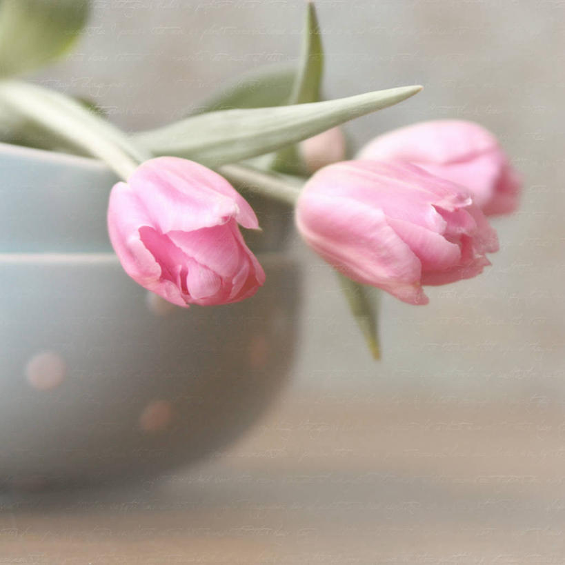 无人,方图,室内,特写,郁金香,叶子,美国,圆点,花,粉色,碗,摄影,脆弱,清新,肌理,彩图