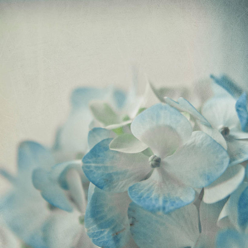 无人,方图,特写,白色背景,骄傲,八仙花,美国,纹路,纹理,花,花瓣,蓝色,白色,自然,绣球花,摄影,紫阳花,洋绣球,脆弱,清新,肌理,草绣球,斗球,七变化,粉团花,善变,彩图,影棚拍摄