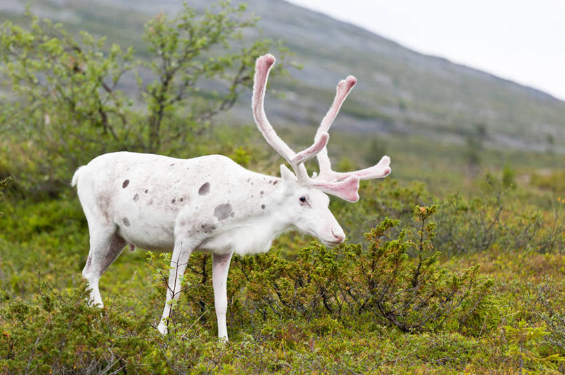 无人,站,横图,室外,白天,侧面,山,鹿,野生动物,草,白色,摄影,鹿角,驯鹿,彩图