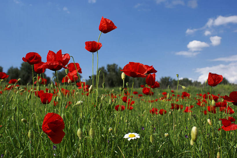 无人,横图,室外,白天,美景,西班牙,景观,田地,云,草,花,树,天空,自然,景色,摄影,生长,脆弱,清新,自然风光,哈恩,彩图