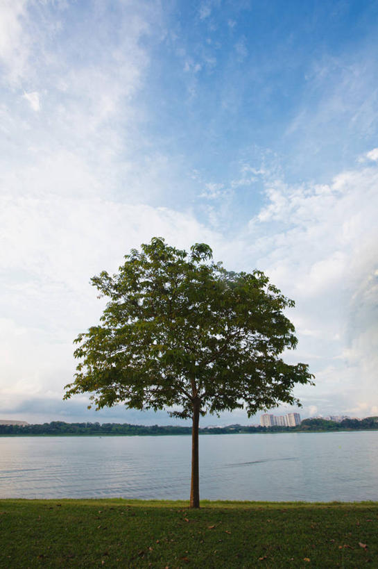 无人,竖图,室外,白天,寂寞,水,新加坡,云,草,树,天空,自然,摄影,宁静,彩图