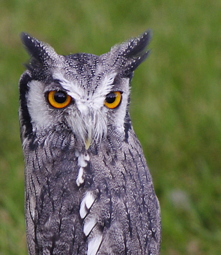 无人,竖图,室外,特写,白天,猫头鹰,野生动物,英国,鸟类,摄影,肖像,艾塞克斯大学,彩图