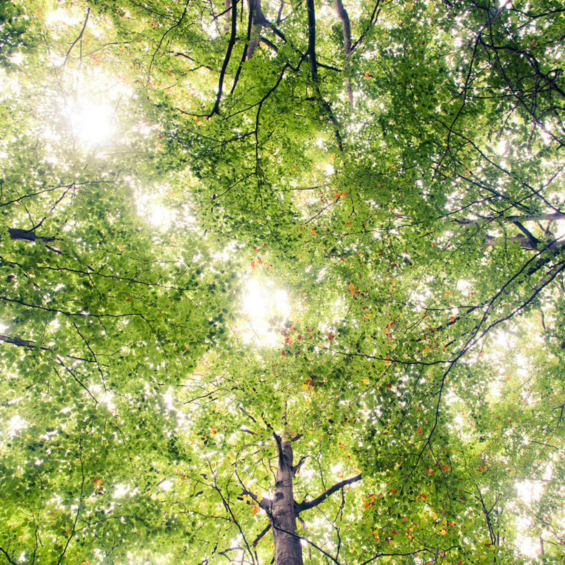 无人,方图,室外,白天,树林,日光,西班牙,枝,树,绿色,自然,摄影,宁静,彩图