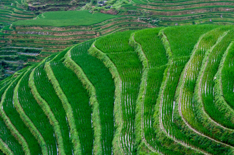 无人,横图,室外,白天,农业,房屋,稻田,层次,绿色,风景,自然,摄影,生长,宁静,龙胜,彩图