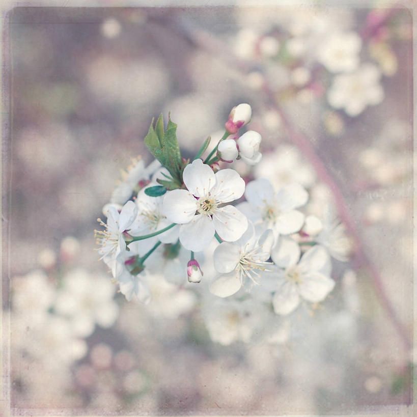 无人,方图,室外,白天,俄罗斯,首都,花蕾,花,花朵,摄影,脆弱,清新,莫斯科,彩图