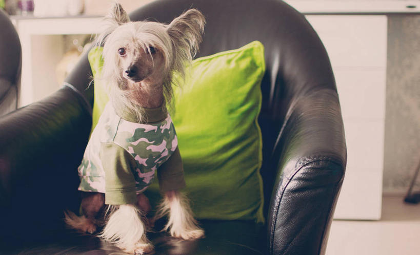 无人,坐,横图,室内,白天,宠物,狗,椅子,荷兰,家畜,放松,摄影,软垫,彩图,中国冠毛犬