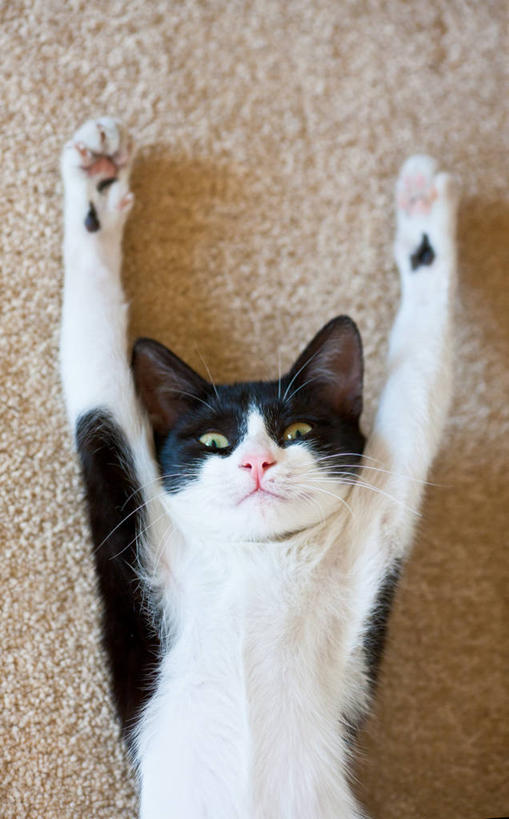 无人,躺,举,竖图,俯视,室外,特写,白天,宠物,猫,阿塞拜疆,沙子,托,家畜,摄影,举起,举手,举着,向上举,向上伸,向上托,仰卧,彩图,高角度拍摄