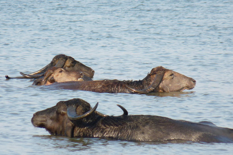 无人,横图,室外,白天,海洋,印度,四只,动物,家畜,摄影,牲畜,潮湿,部分,湿润,果阿,水牛,彩图