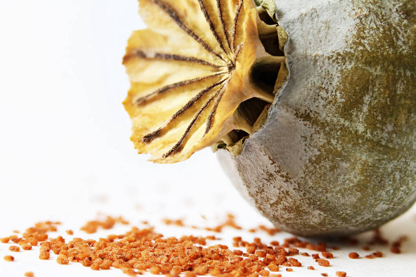 无人,横图,特写,白色背景,英国,自然,摄影,罂粟籽,清新,干的,彩图,影棚拍摄,哈特菲尔德