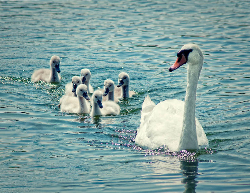 游泳,无人,横图,室外,白天,水,野生动物,天鹅,德国,鸟类,动物,摄影,彩图,小天鹅