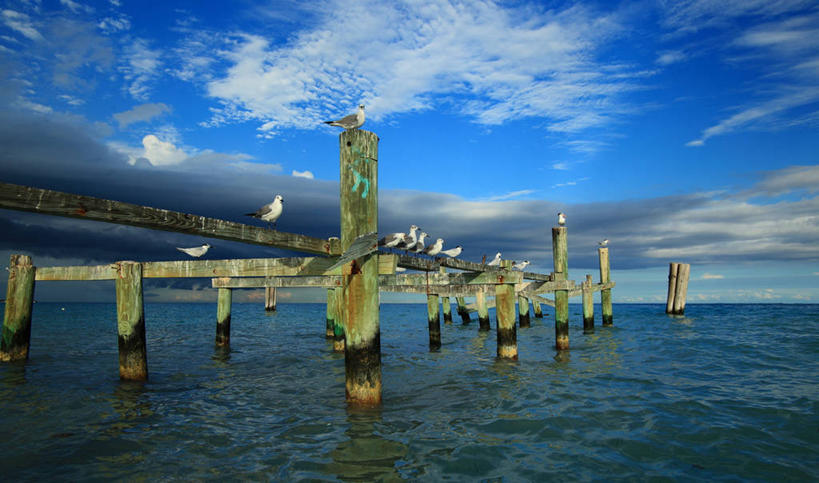 无人,横图,室外,白天,海洋,野生动物,墨西哥,一群,许多,反射,鸟类,云,很多,木桩,摄影,拉丁美洲,肯他纳罗,彩图