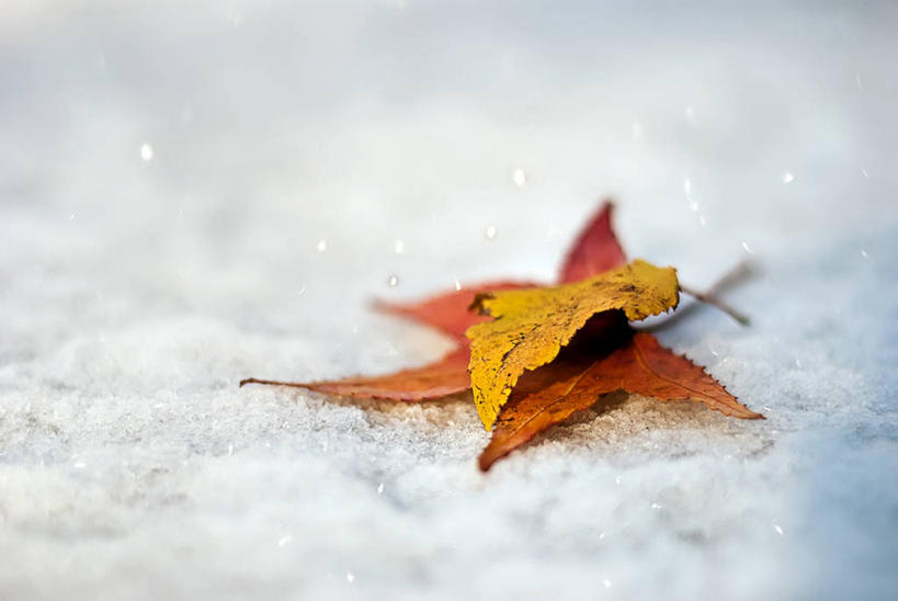 无人,横图,室外,白天,雪,叶子,美国,下雪,天气,自然,寒冷,摄影,改变,马里兰,秋天,彩图