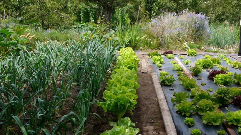 无人,横图,室外,白天,农业,西班牙,莴苣,自然,摄影,生长,彩图,帕伦西亚省