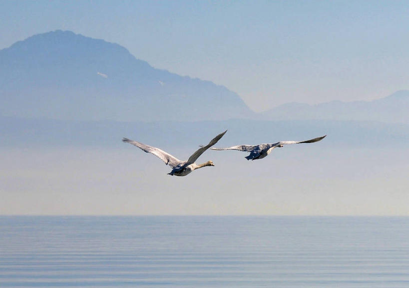 无人,横图,室外,白天,海洋,山,野生动物,天鹅,瑞士,鸟类,水平线,云,半空,飞,天空,自然,动物,两只,摄影,沃州,彩图