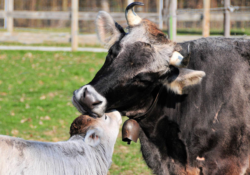 无人,农场,横图,室外,白天,瑞士,篱笆,草,动物,两只,家畜,摄影,牲畜,关爱,母牛,牛铃,沃州,触摸,彩图,家牛