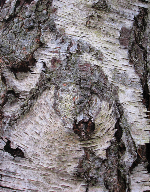 无人,竖图,室外,特写,白天,背景,白桦树,英国,粗糙,树干,自然,摄影,毛糙,坎布里亚,彩图,粗拙