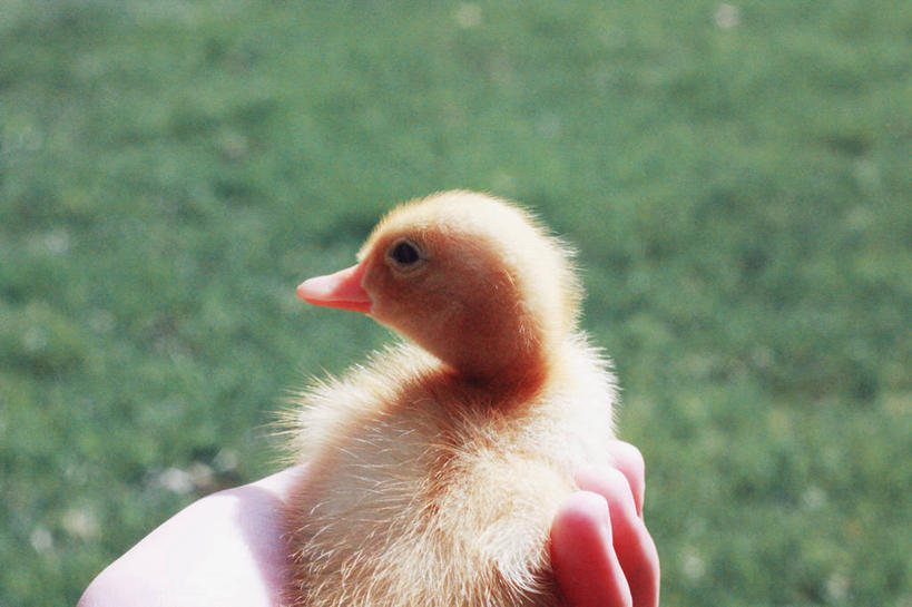 手,一个人,横图,室外,特写,白天,鸟,野生动物,美国,鸟类,鸭,鸭子,拿着,家禽,动物,摄影,牲畜,部分,关爱,俄亥俄州,彩图
