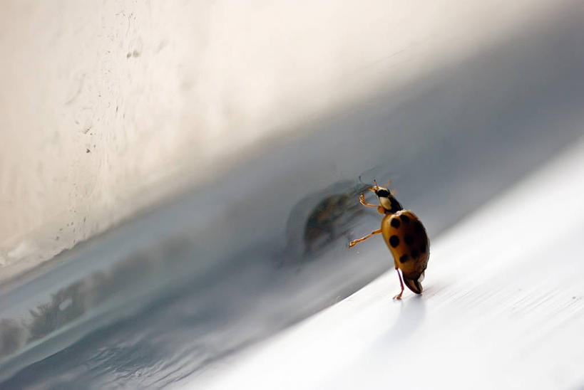 无人,横图,室内,白天,窗户,野生动物,瓢虫,美国,昆虫,注视,观察,看,摄影,观看,察看,关注,马里兰,彩图
