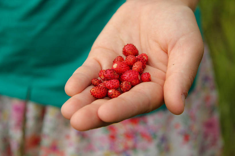 成年人,手,一个人,横图,室外,特写,白天,水果,斯洛伐克,仅一个女性,休闲装,饮食,摄影,部分,清新,健康食物,野草莓,彩图