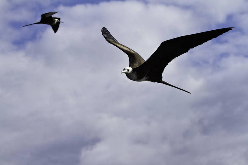 无人,横图,室外,白天,野生动物,厄瓜多尔,鸟类,云,飞,动物,两只,摄影,加拉帕戈斯群岛,华丽军舰鸟,彩图