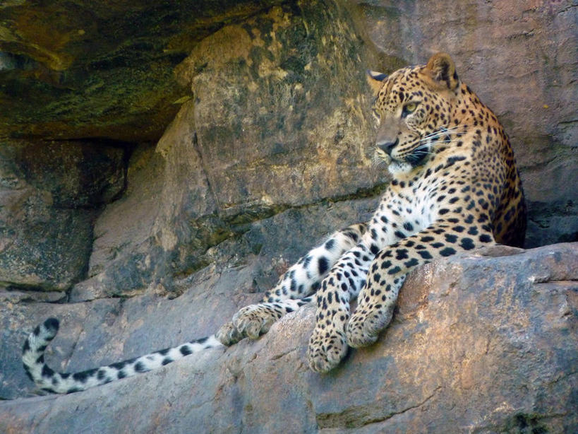 无人,坐,横图,室外,白天,野生动物,西班牙,自然,休息,摄影,岩层,美洲豹,自然地理,岩石,彩图