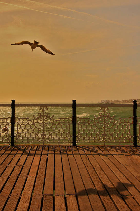 无人,竖图,室外,白天,海洋,水,野生动物,英国,鸟类,半空,飞,自然,波浪,摄影,彩图