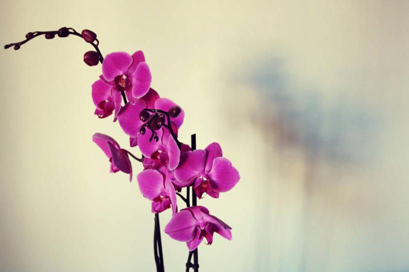 无人,横图,室外,特写,白天,意大利,花,粉色,摄影,脆弱,清新,兰花,彩图