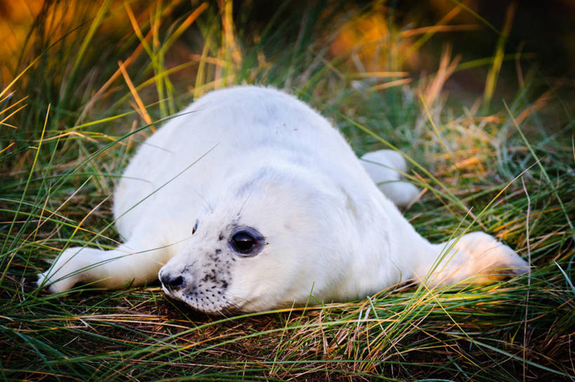无人,躺,横图,室外,白天,哺乳动物,海豹,野生动物,英国,草,白色,动物,休息,可爱,摄影,活泼,彩图