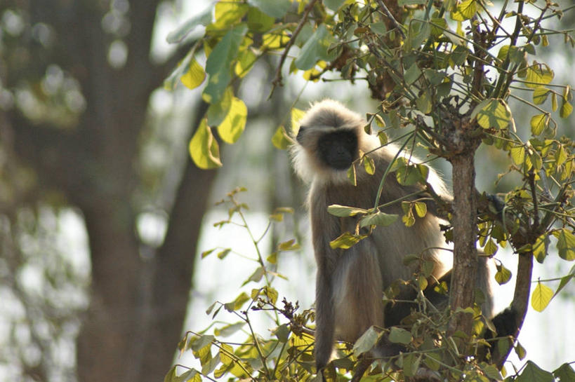 无人,横图,室外,白天,野生动物,猴子,叶子,印度,树,树干,摄影,国家公园,卡纳塔克邦,彩图