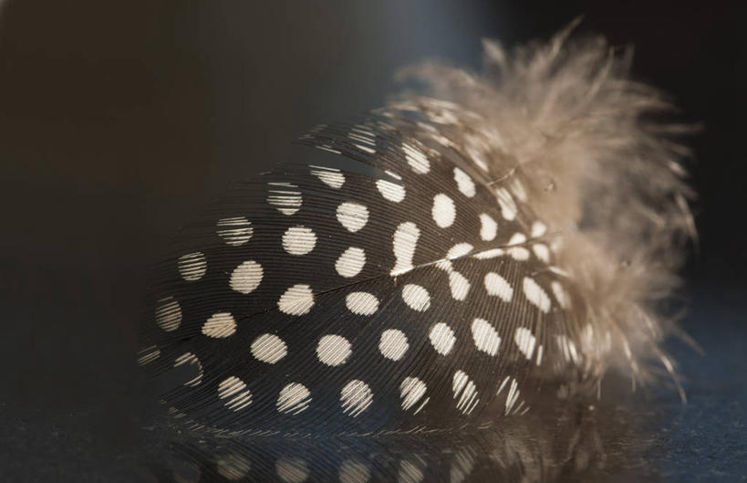 无人,横图,室外,特写,印度,反射,斑点,光,褐色,一个,摄影,单个,脆弱,柔和,彩图