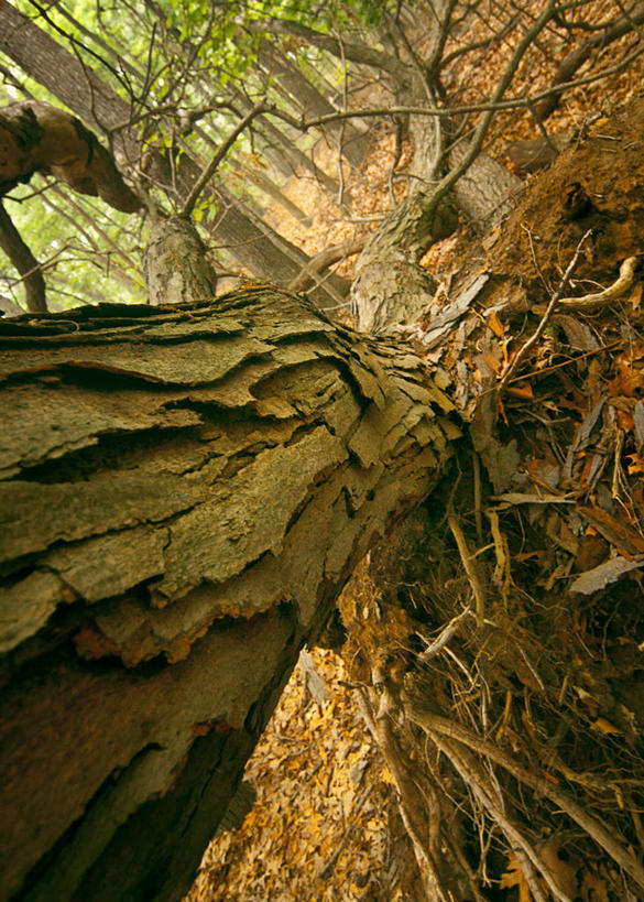 无人,竖图,室外,白天,森林,美国,枝,树,树干,自然,摄影,宁静,伐木,沼泽,纽约州,彩图