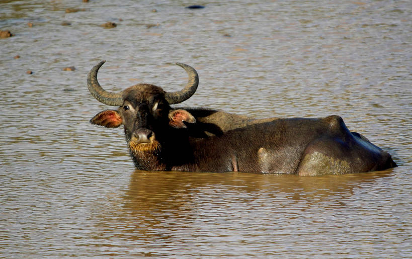 无人,横图,室外,白天,河流,水,野生动物,斯里兰卡,摄影,野牛,水牛,彩图