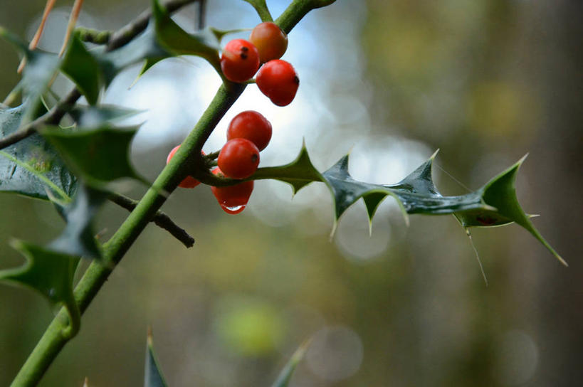 无人,横图,室外,特写,白天,浆果,英国,冬青树,红色,自然,摄影,生长,灌木,清新,彩图