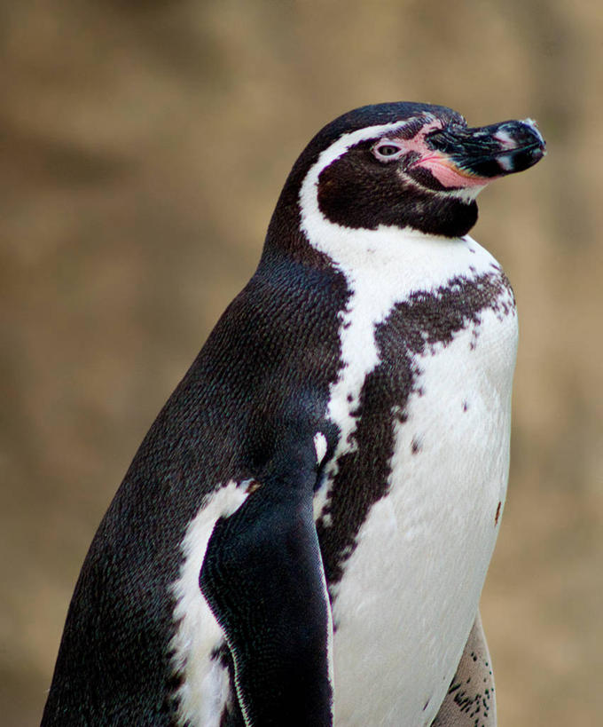 无人,竖图,室外,特写,白天,企鹅,野生动物,西班牙,巴塞罗那,摄影,彩图