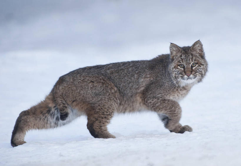 无人,横图,室外,白天,侧面,雪,哺乳动物,野生动物,加拿大,动物,寒冷,摄影,山猫,猞猁,肖像,凶猛,林曳,马猞猁,猞猁狲,猞狮,残暴,凶残,步行,彩图