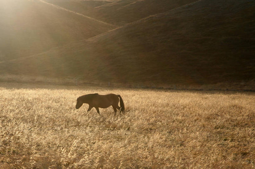 无人,横图,室外,白天,山,马,日光,田地,草,自然,家畜,摄影,牲畜,步行,彩图