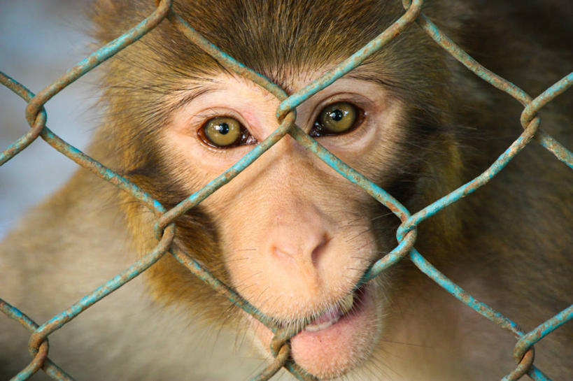 脸,头,脸颊,无人,横图,室外,特写,白天,正面,野生动物,猴子,孟加拉国,亚洲,栅栏,笼子,首都,肩膀,摄影,保护,南亚,孟加拉人民共和国,达卡,咀嚼,头部,脸部,脸蛋,面部,彩图