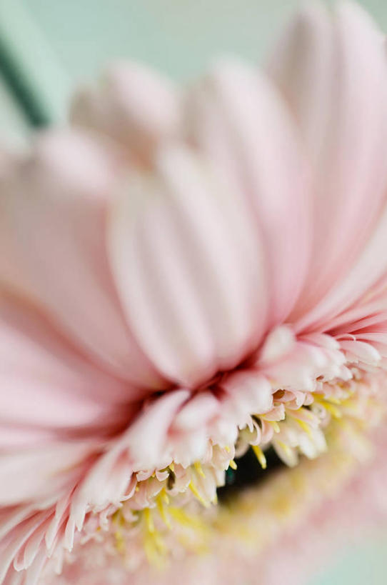 无人,竖图,特写,美景,意大利,盛开,景观,非洲雏菊,花蕾,花,花瓣,花朵,鲜花,一朵,粉色,自然,花苞,花蕊,景色,摄影,脆弱,雄蕊,清新,自然风光,米兰,彩图